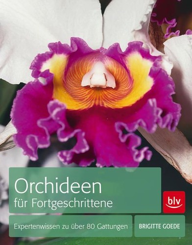 Orchidee avanzate conoscenza - orchidee, avanzate: